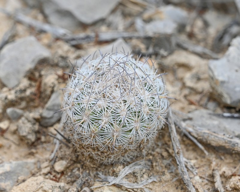 Lloyd's Fishhook Cactus photo 8