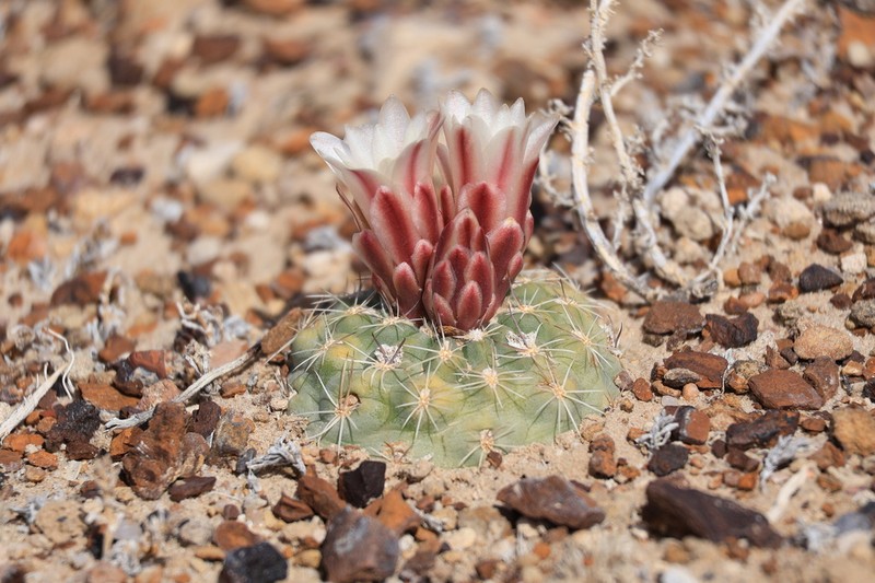 Mesa Verde Fishhook Cactus photo 3