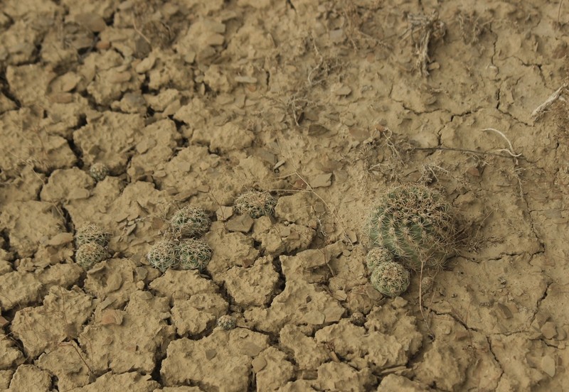 Mesa Verde Fishhook Cactus photo 4