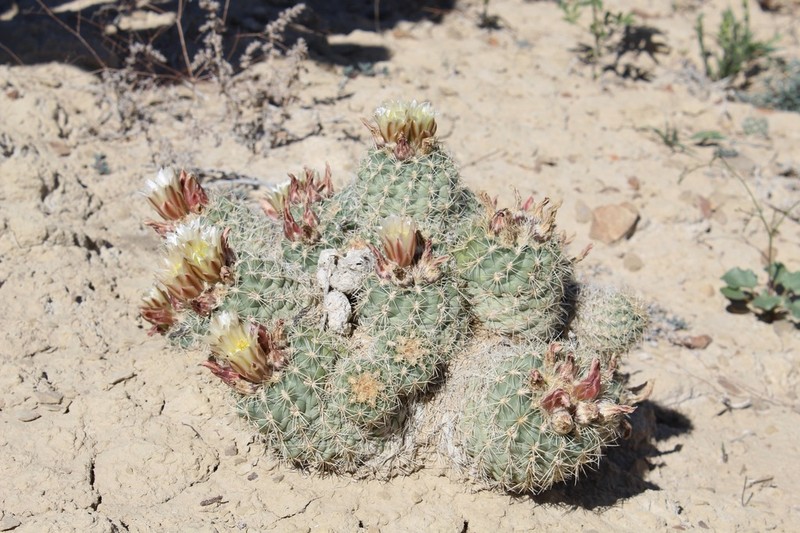 Mesa Verde Fishhook Cactus photo 5