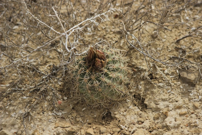 Mesa Verde Fishhook Cactus photo 6