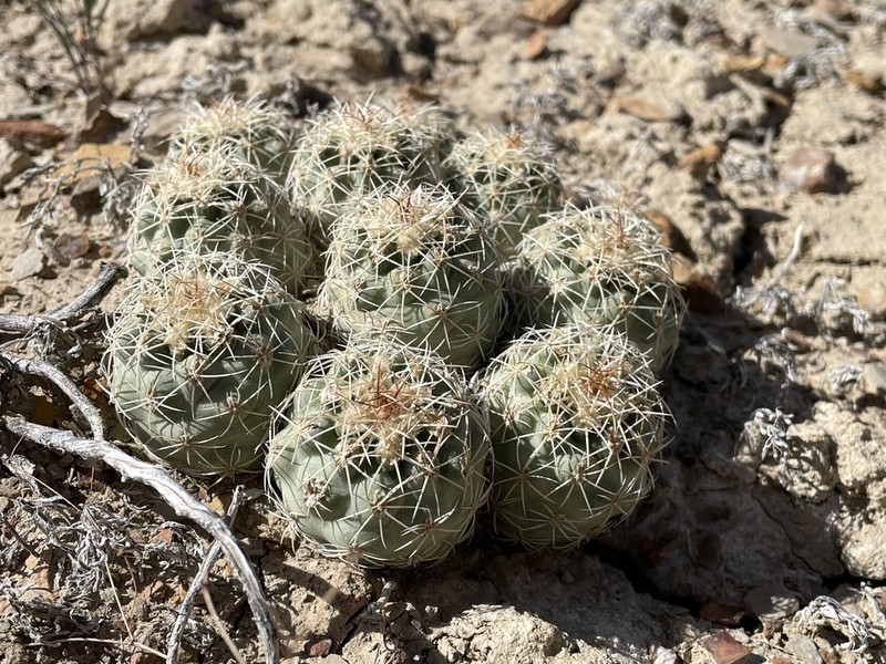 Mesa Verde Fishhook Cactus photo 7