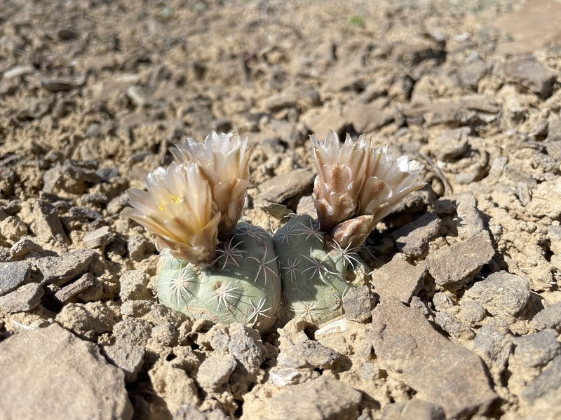 Mesa Verde Fishhook Cactus photo 8