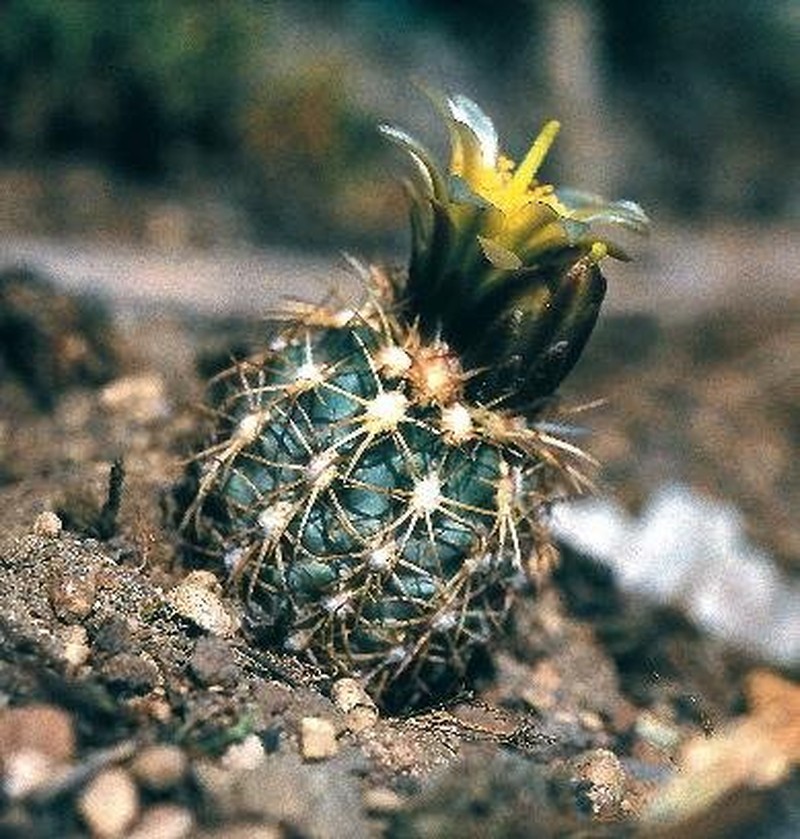 Mesa Verde Fishhook Cactus photo 2