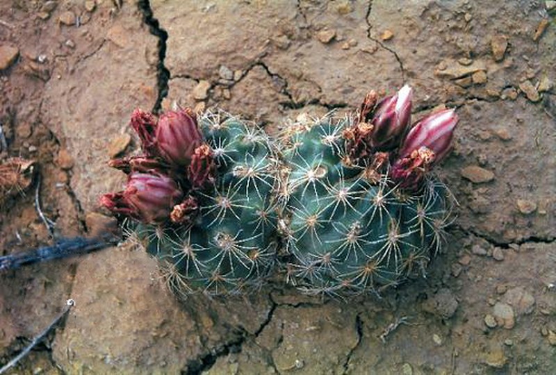 Mesa Verde Fishhook Cactus photo 3