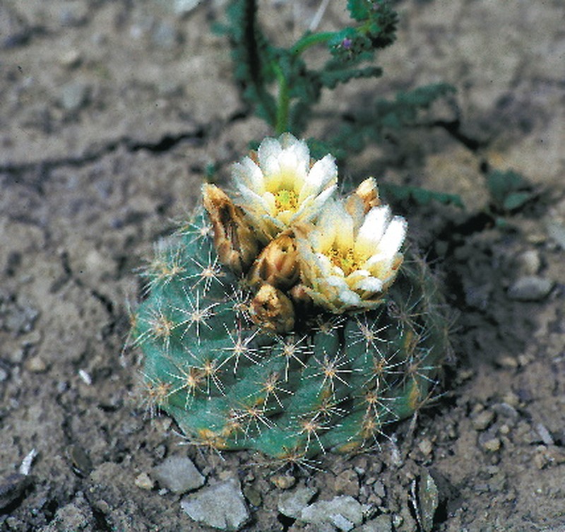 Mesa Verde Fishhook Cactus