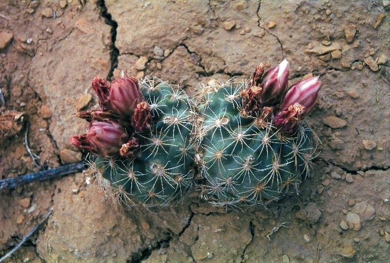 Mesa Verde Fishhook Cactus photo 4