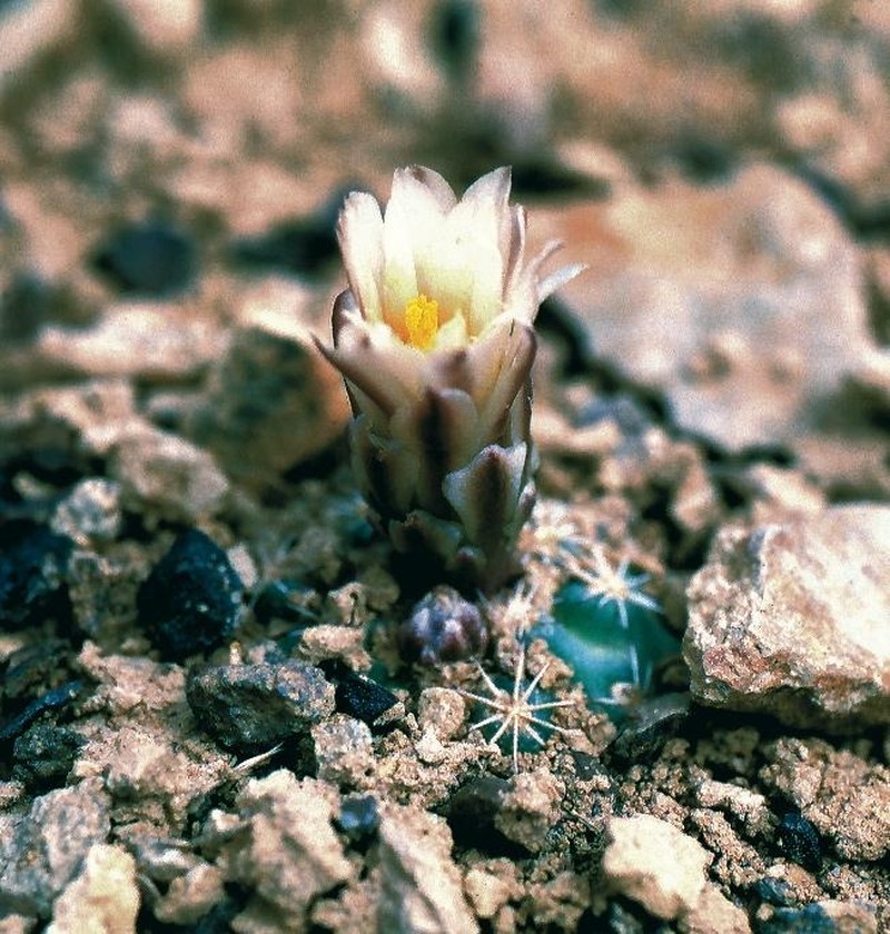 Mesa Verde Fishhook Cactus photo 5