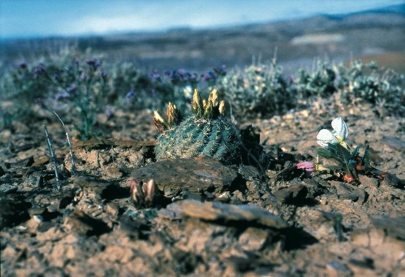 Mesa Verde Fishhook Cactus photo 6