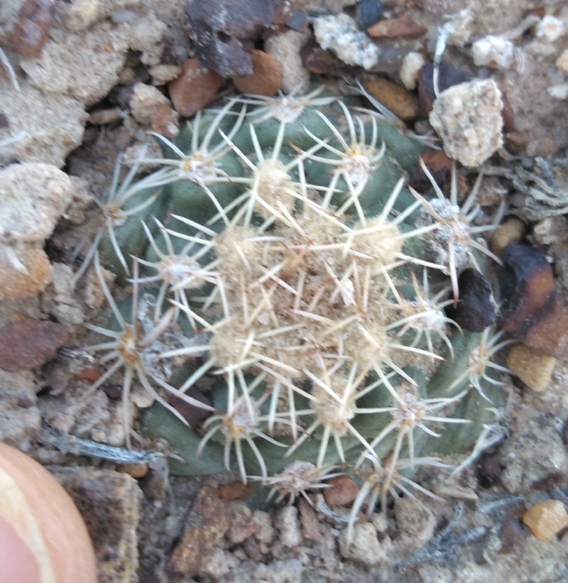 Sclerocactus mesae-verdae subsp. depressus