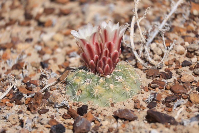 Sclerocactus mesae-verdae subsp. depressus photo 2