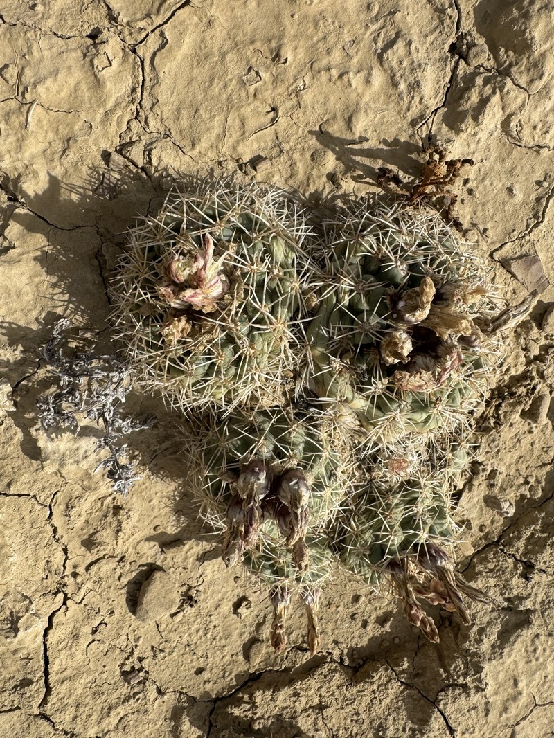 Sclerocactus mesae-verdae subsp. mesae-verdae