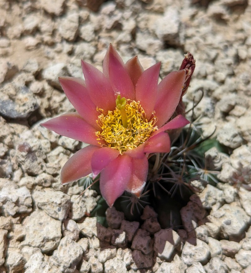 Nye County Fishhook Cactus