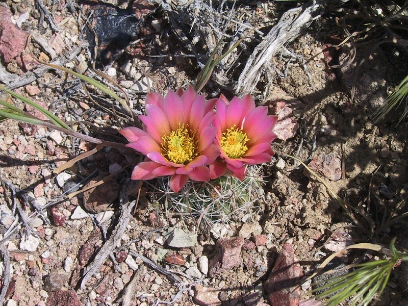 Nye County Fishhook Cactus photo 2