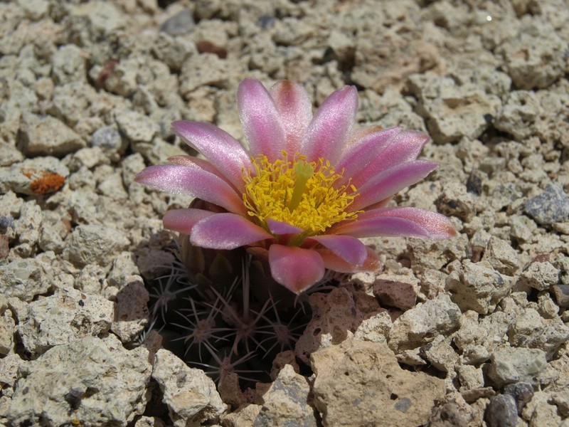 Nye County Fishhook Cactus photo 3