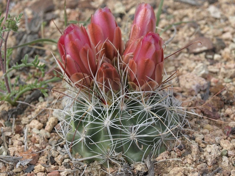 Nye County Fishhook Cactus photo 4