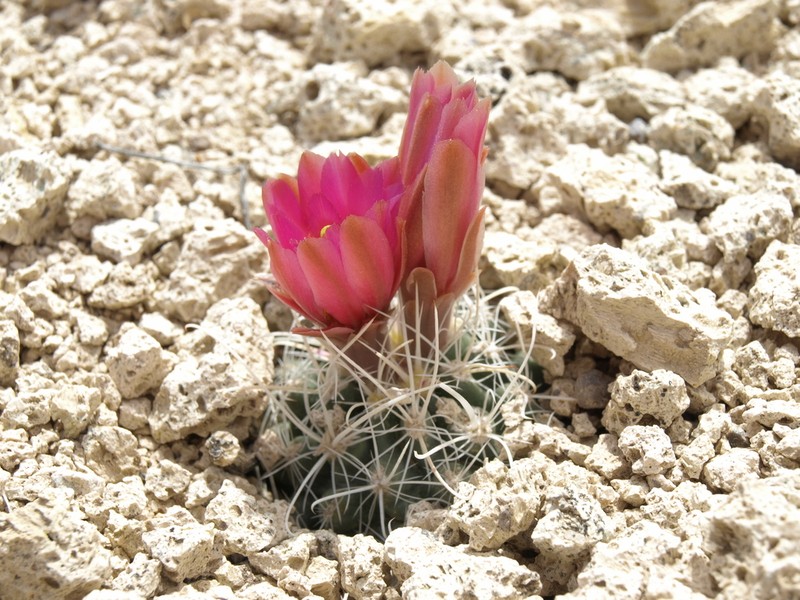 Nye County Fishhook Cactus photo 5