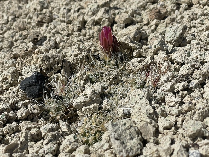 Nye County Fishhook Cactus photo 6