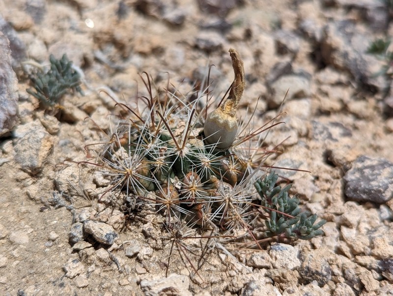 Nye County Fishhook Cactus photo 7