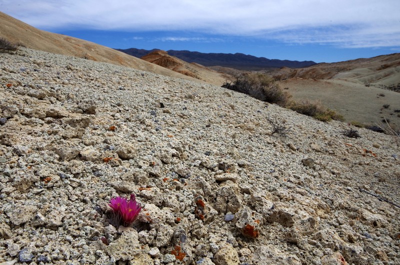 Nye County Fishhook Cactus photo 8