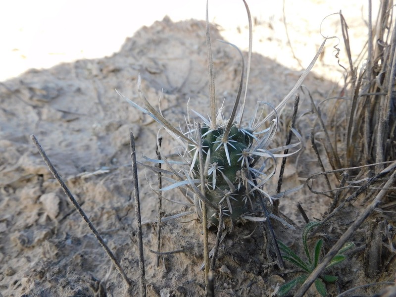 Paperspine Fishhook Cactus photo 3
