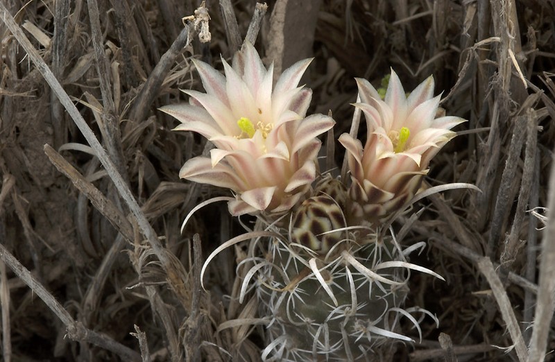 Paperspine Fishhook Cactus photo 4