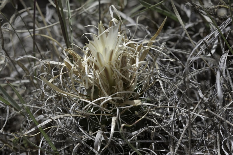 Paperspine Fishhook Cactus photo 5
