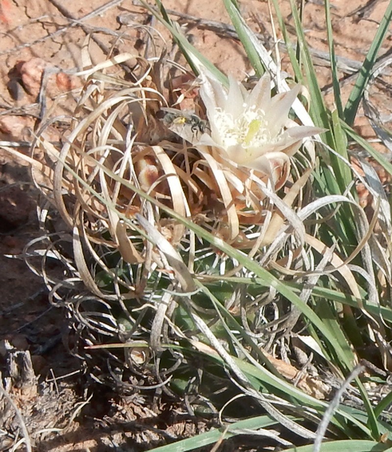 Paperspine Fishhook Cactus photo 6