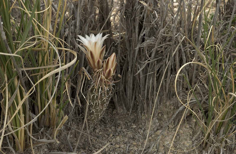 Paperspine Fishhook Cactus photo 7