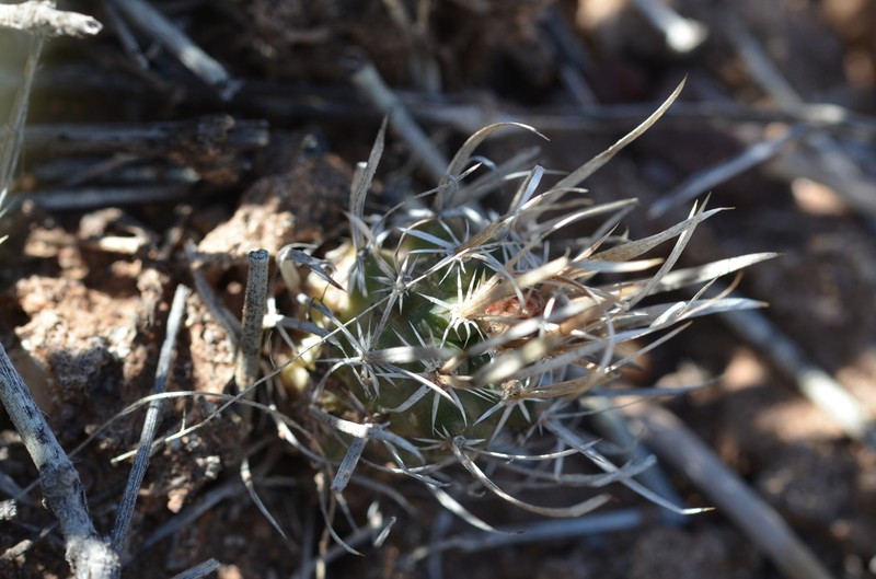 Paperspine Fishhook Cactus photo 8