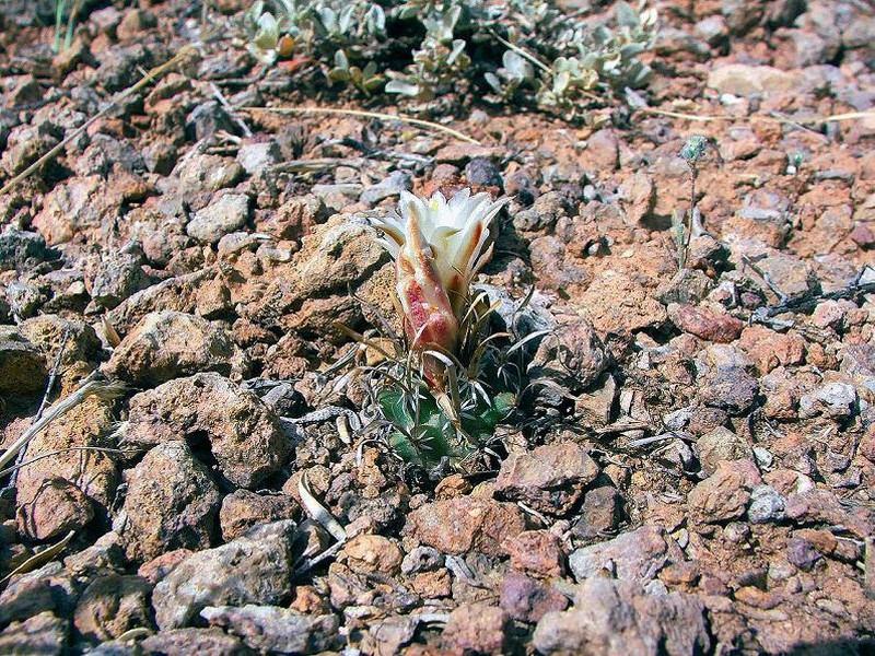Paperspine Fishhook Cactus photo 4
