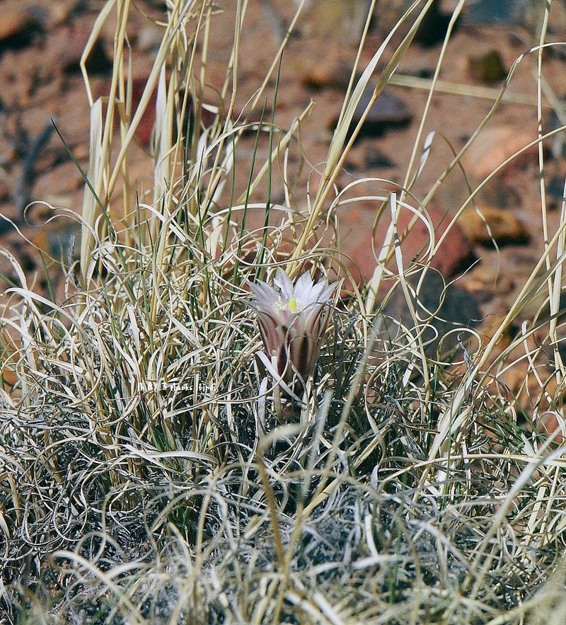 Paperspine Fishhook Cactus photo 5