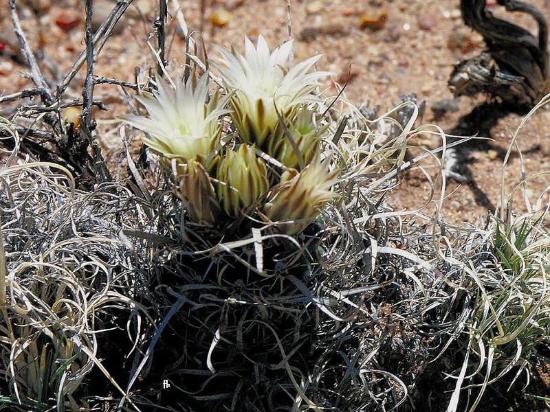 Paperspine Fishhook Cactus