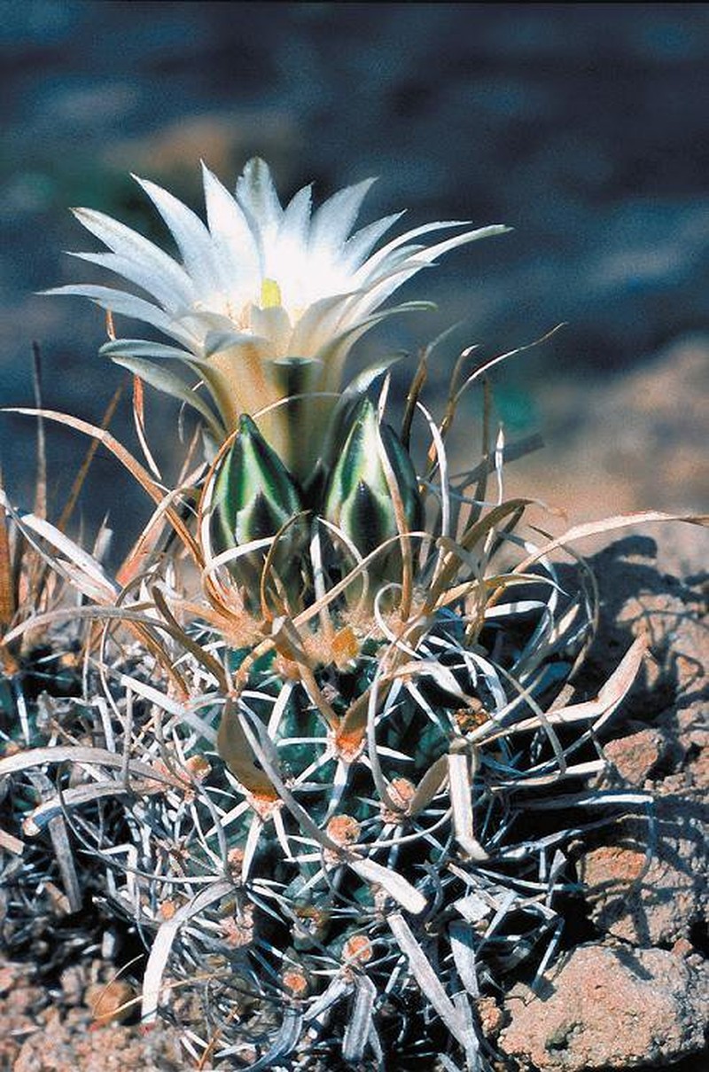 Paperspine Fishhook Cactus photo 2