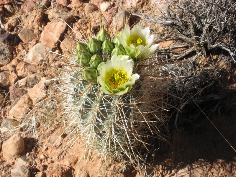 Smallflower Fishhook Cactus