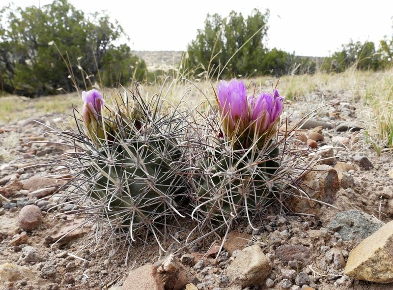 Smallflower Fishhook Cactus photo 2