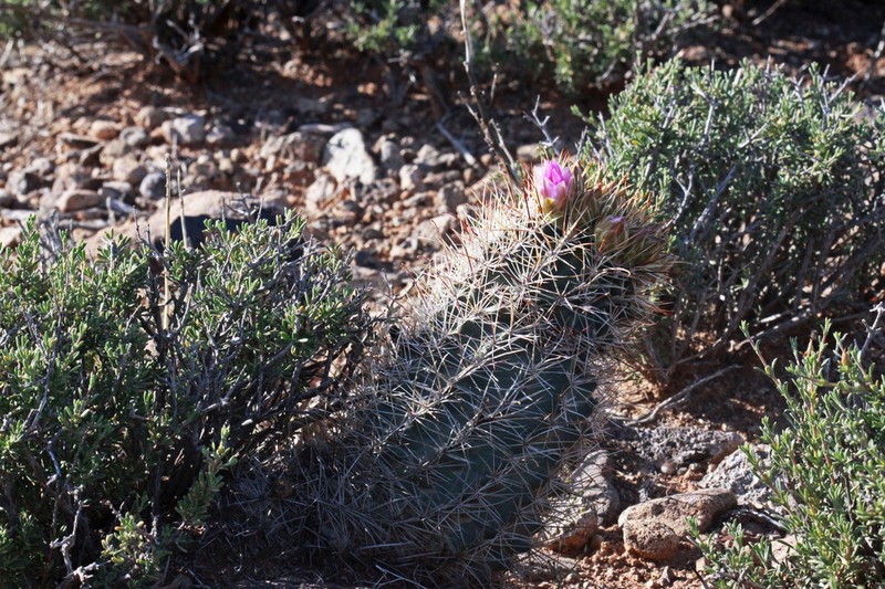 Smallflower Fishhook Cactus photo 3