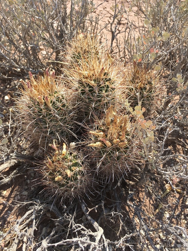 Smallflower Fishhook Cactus photo 4
