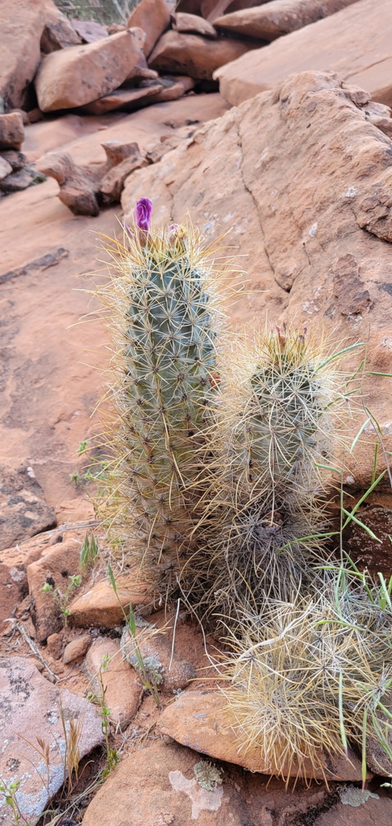 Smallflower Fishhook Cactus photo 5