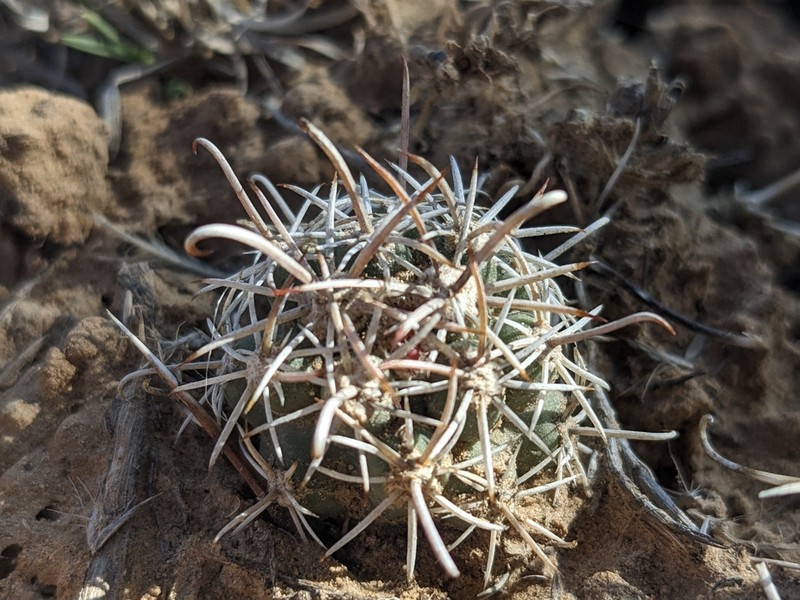 Smallflower Fishhook Cactus photo 6
