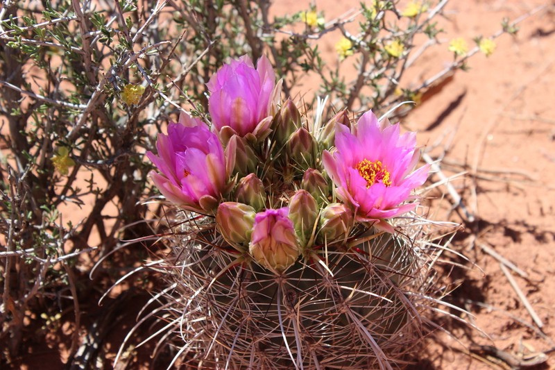 Smallflower Fishhook Cactus photo 8