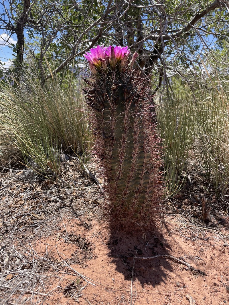 Sclerocactus parviflorus subsp. havasupaiensis