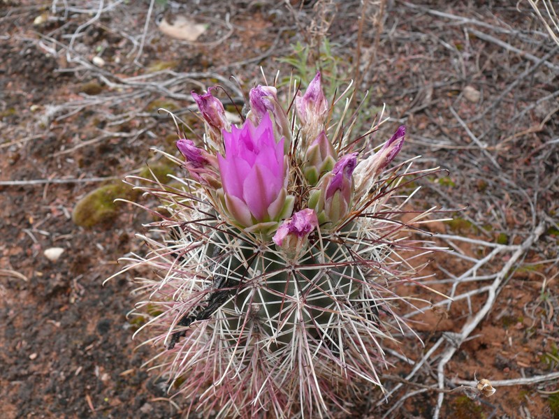 Sclerocactus parviflorus subsp. havasupaiensis photo 2