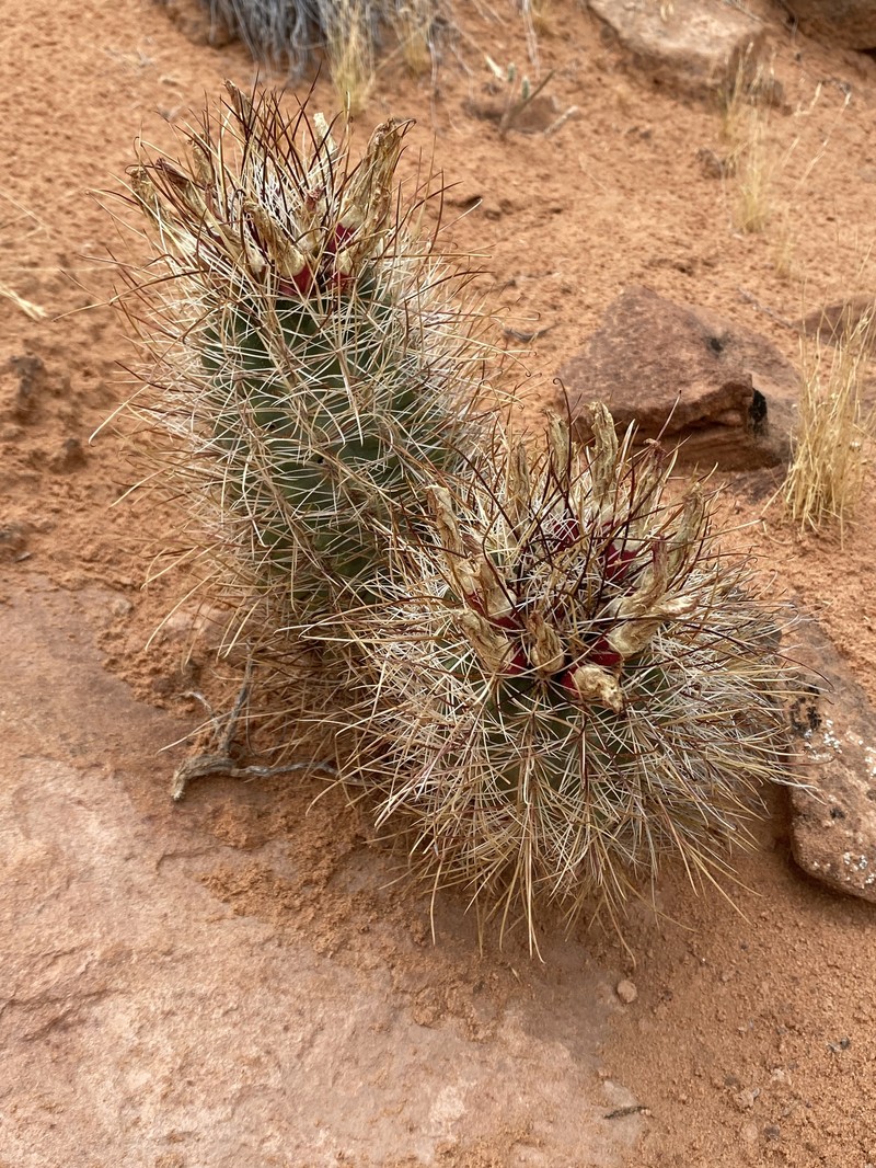 Sclerocactus parviflorus subsp. intermedius