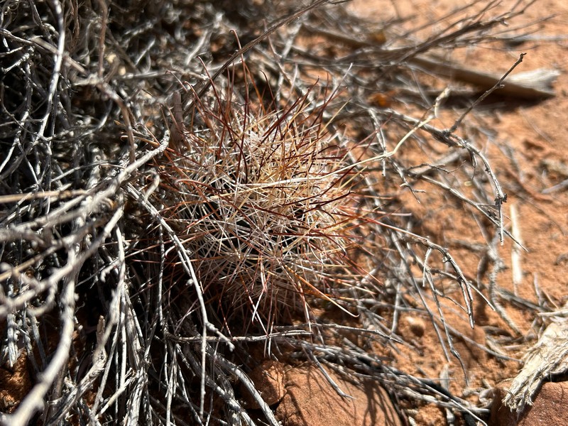 Sclerocactus parviflorus subsp. parviflorus