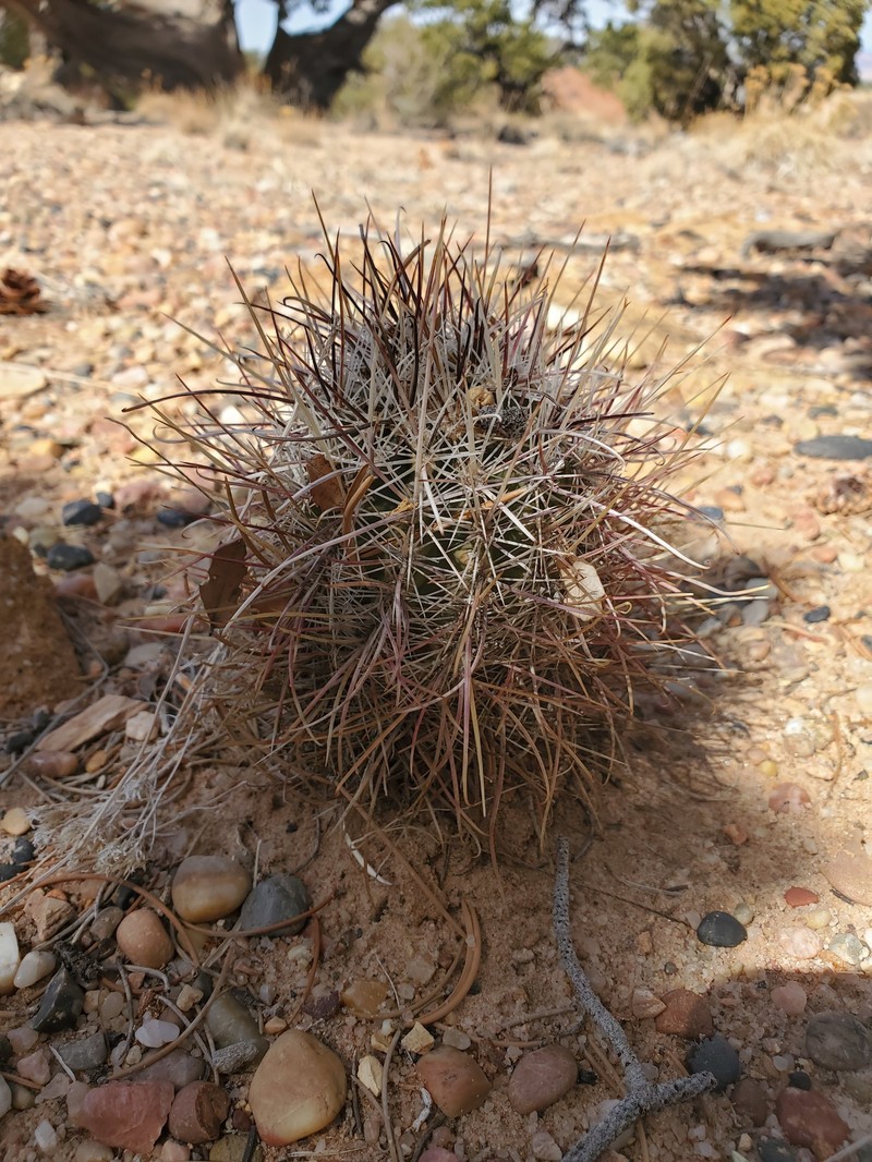 Sclerocactus parviflorus subsp. parviflorus photo 2