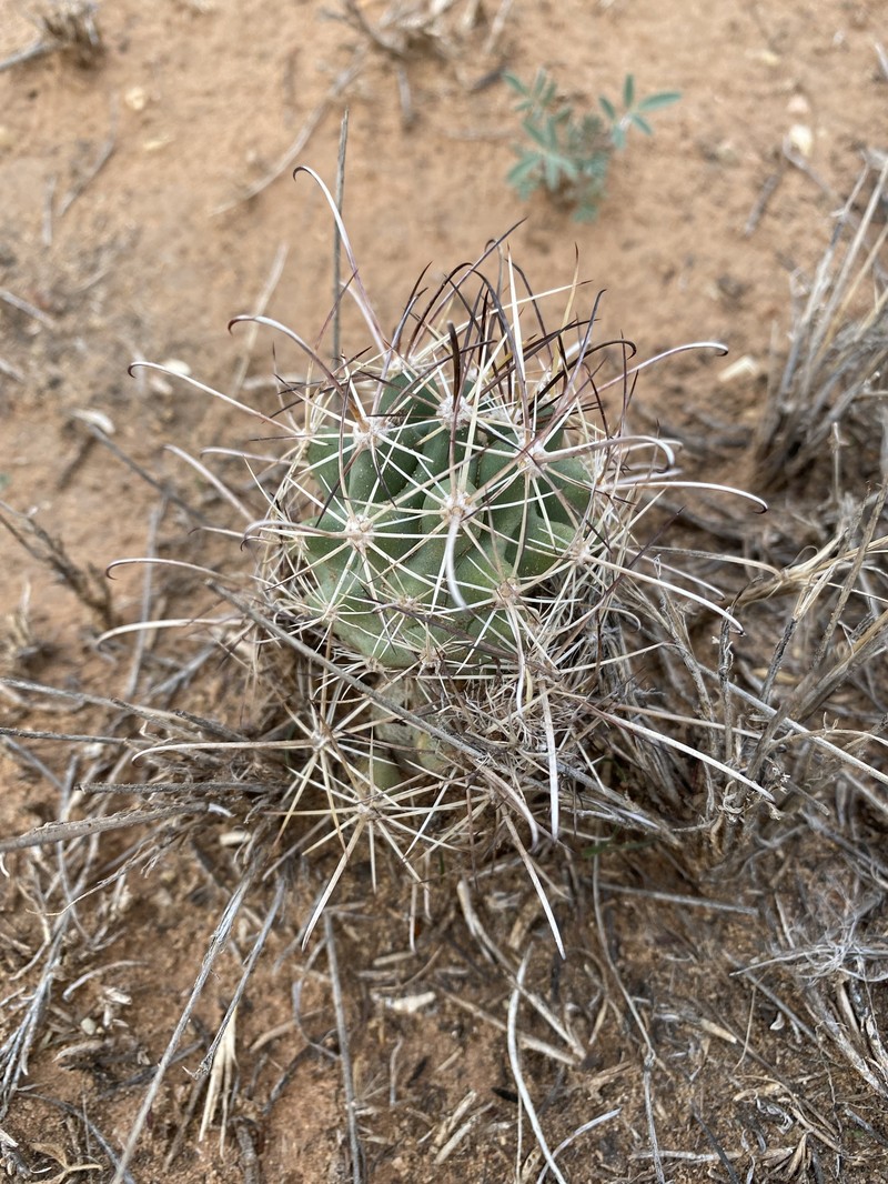 Sclerocactus parviflorus subsp. parviflorus photo 3