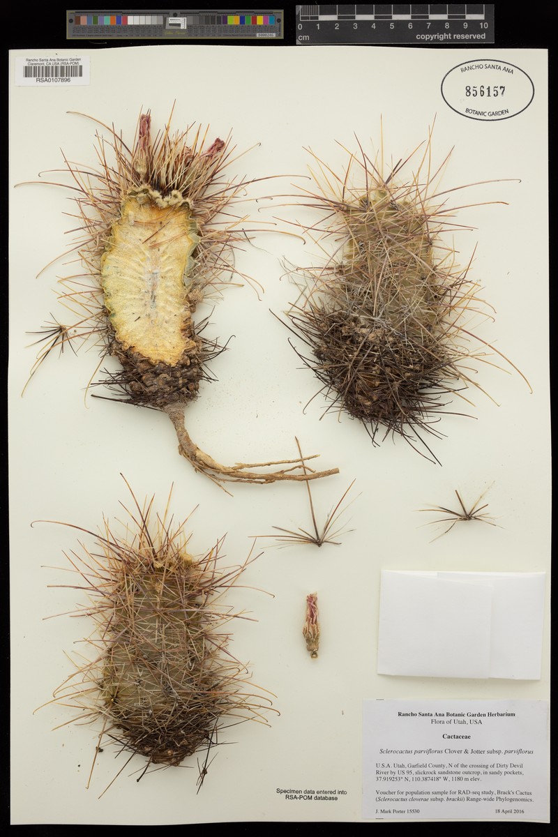 Sclerocactus parviflorus subsp. parviflorus photo 4