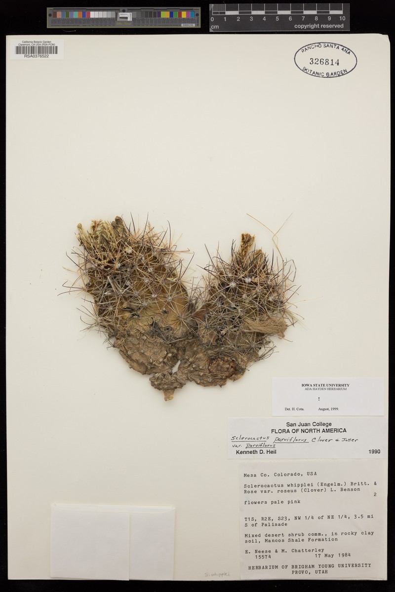Sclerocactus parviflorus subsp. parviflorus photo 5