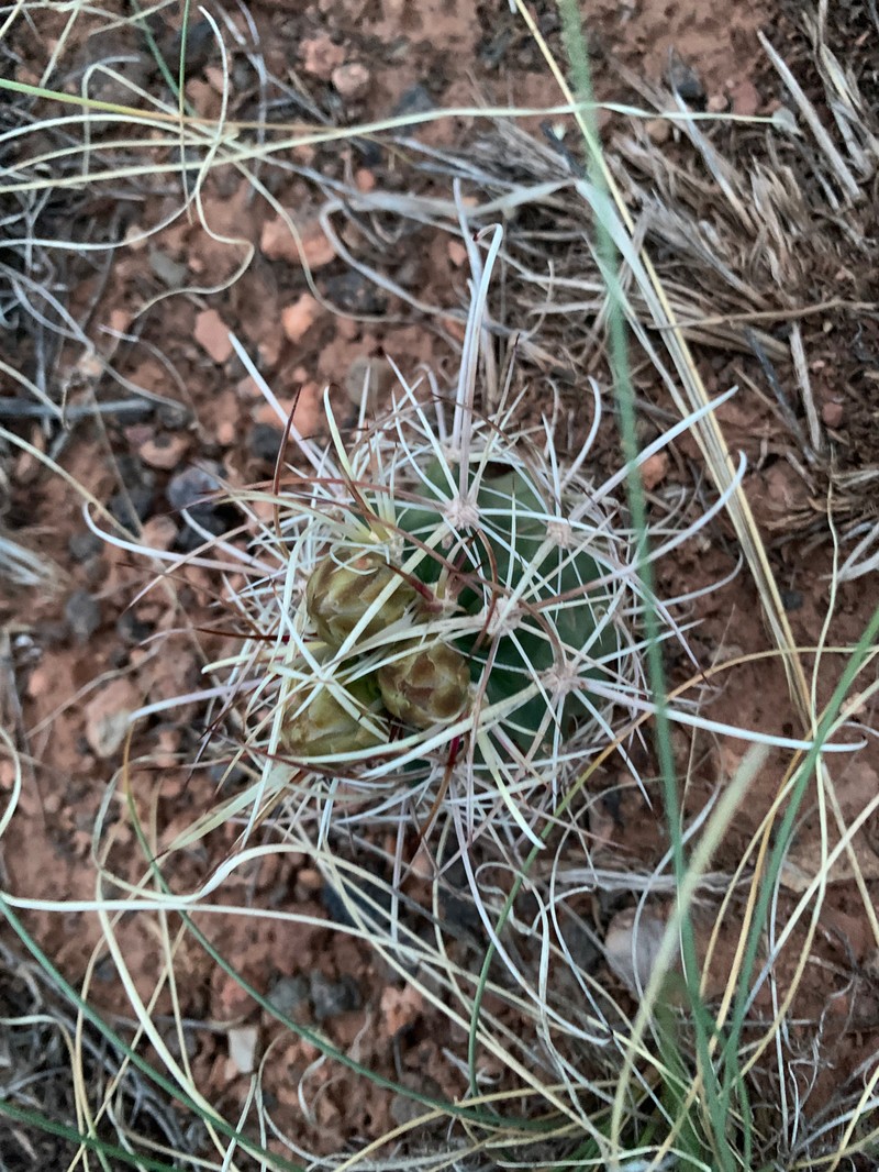 Sclerocactus parviflorus subsp. terrae-canyonae